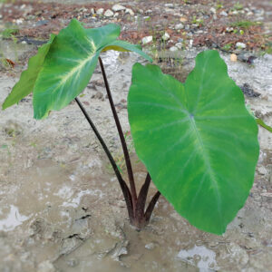 Colocasia Black Stem