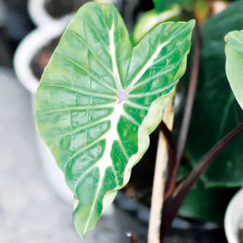 Colocasia esculenta White Lava