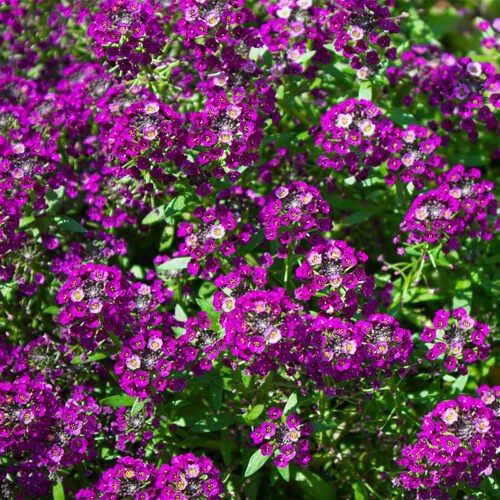 Alysse Clear Crystal Purple Shades