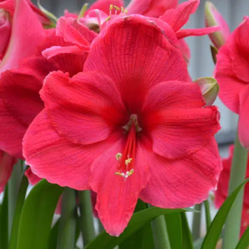 Amaryllis Pink Surprise