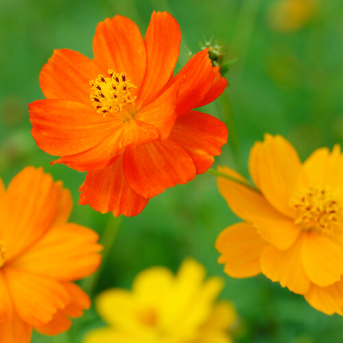 Cosmos Sulphureus Bio