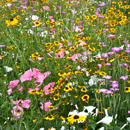 Fleurs en mélange Milieu Humide
