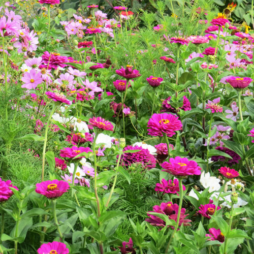 Fleurs en mélange Tapis Eternel Féminin