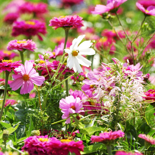 Fleurs en mélange Tapis Eternel Féminin