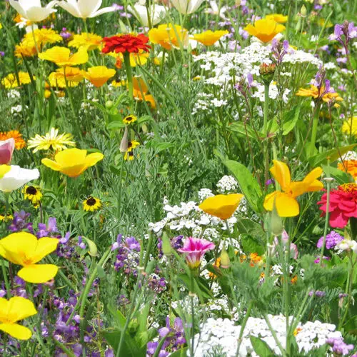 Fleurs en mélange Tapis Multicolore