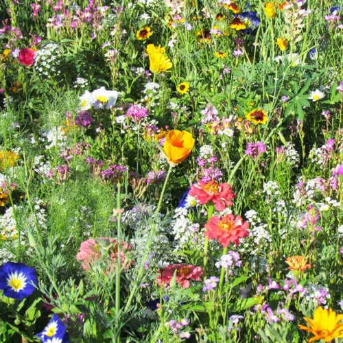 Fleurs en mélange Tapis Multicolore