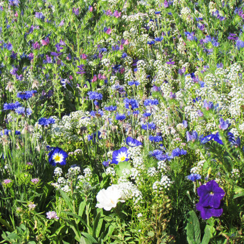 Fleurs en mélange Outre-Mer
