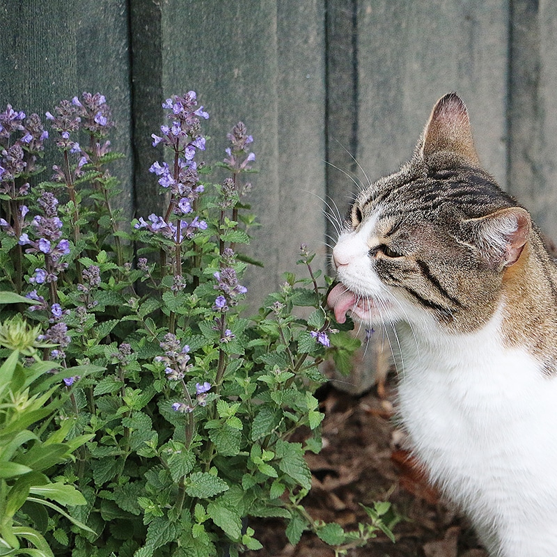 La cataire : la plante des chats… entre autres usages! - Plantes