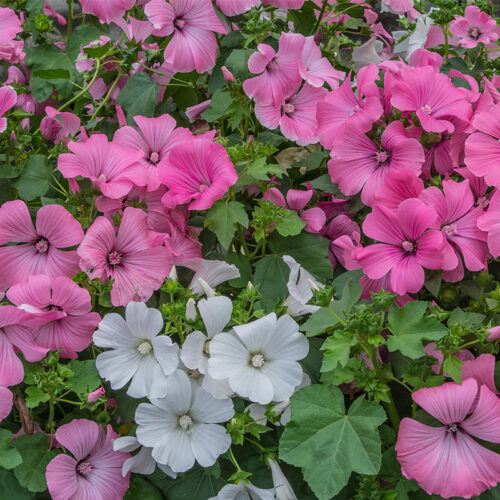 Lavatère grande fleur variée