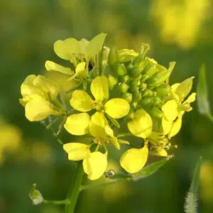 Moutarde blanche Fourragère
