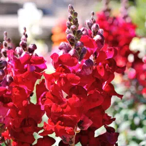 Muflier Ruby Red