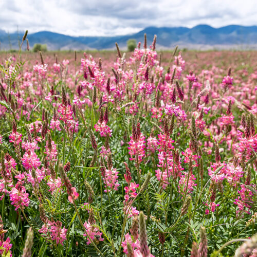 Sainfoin