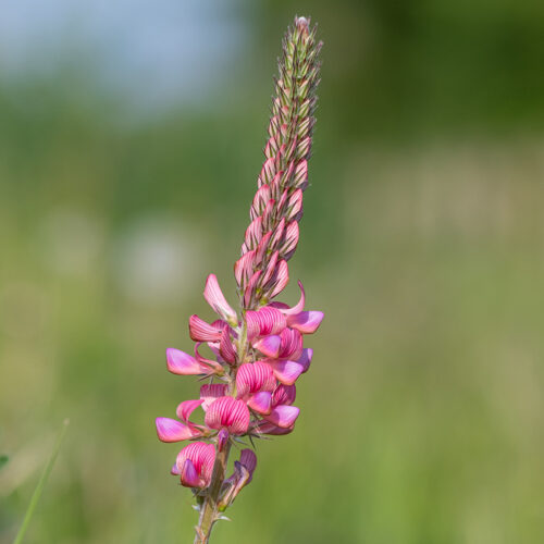 Sainfoin