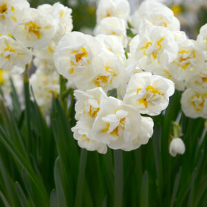 Narcisse Pluriflore Bridal Crown
