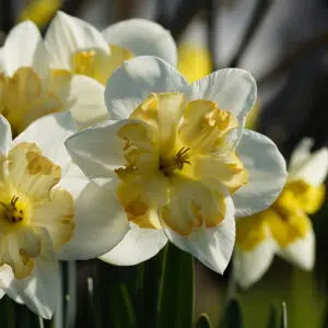 Narcisse Decasplit Cassata
