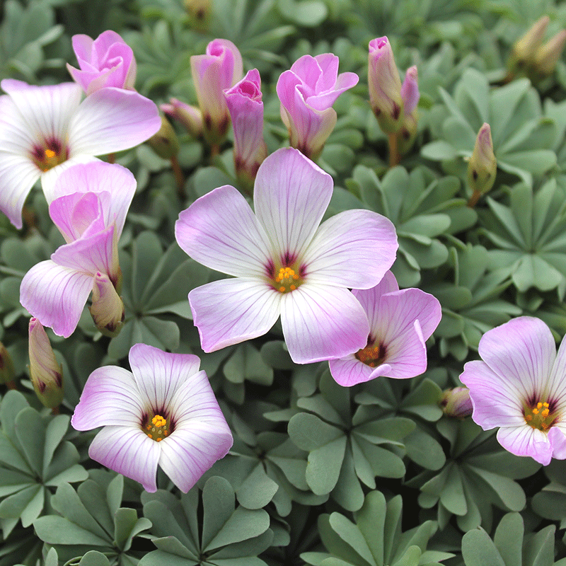 Oxalis adenophylla (Oxalyde du Chili)