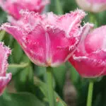 Tulipe Dentelle Fancy Frills