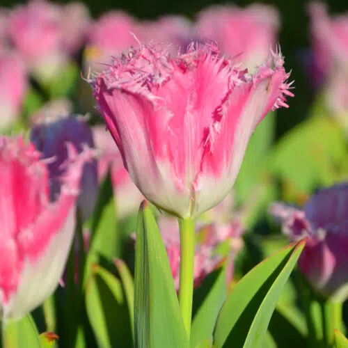Tulipe Dentelle Fancy Frills