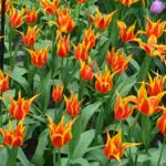 Tulipe Fleur de lis Fly Away