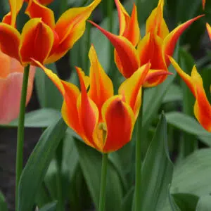 Tulipe Fleur de lis Fly Away