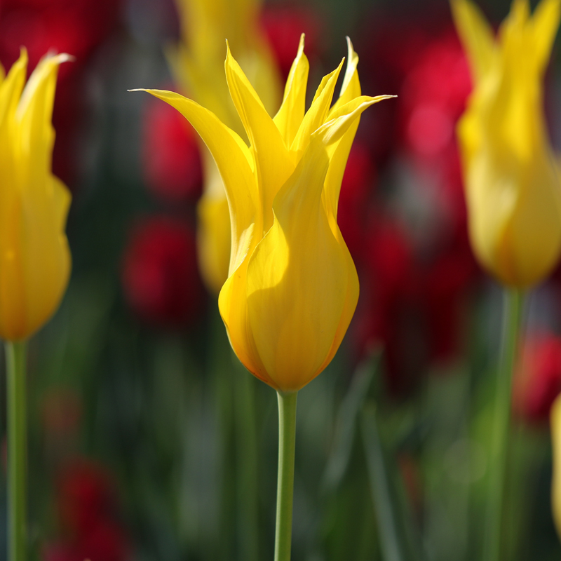 Tulipe Fleur de lis La Perla
