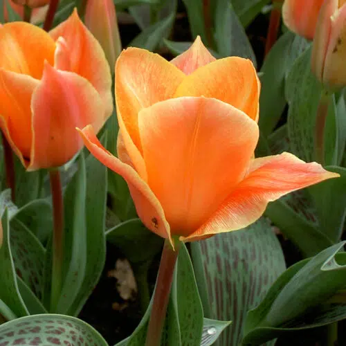 Tulipe Greigii Easter Surprise