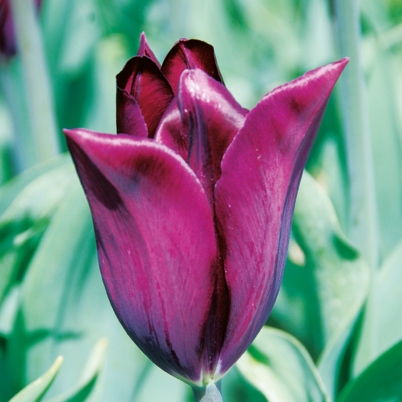 Tulipe Triomphe Indeland
