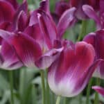 Tulipe Triomphe Kansas Proud