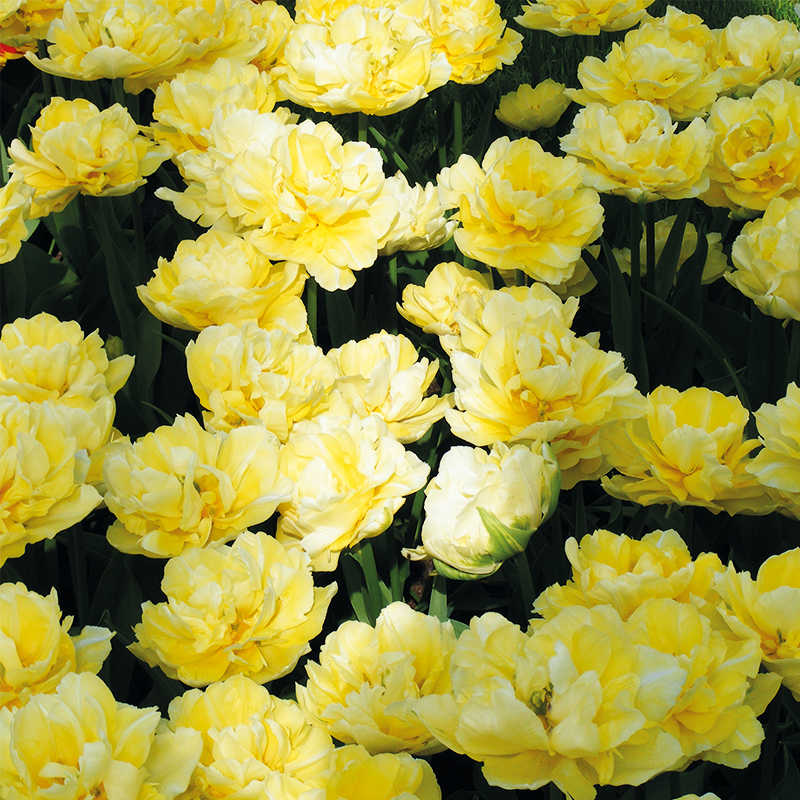Tulipe Double Hâtive Verona