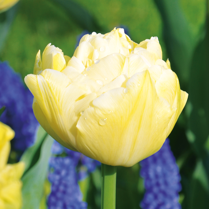 Tulipe Double Hâtive Verona