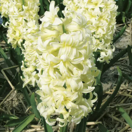 Jacinthe de Bretagne Gipsy Princess