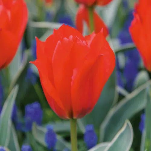 Tulipe Greigii Princesse Charmante