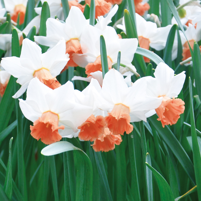 Narcisse Cyclamineus Iwona