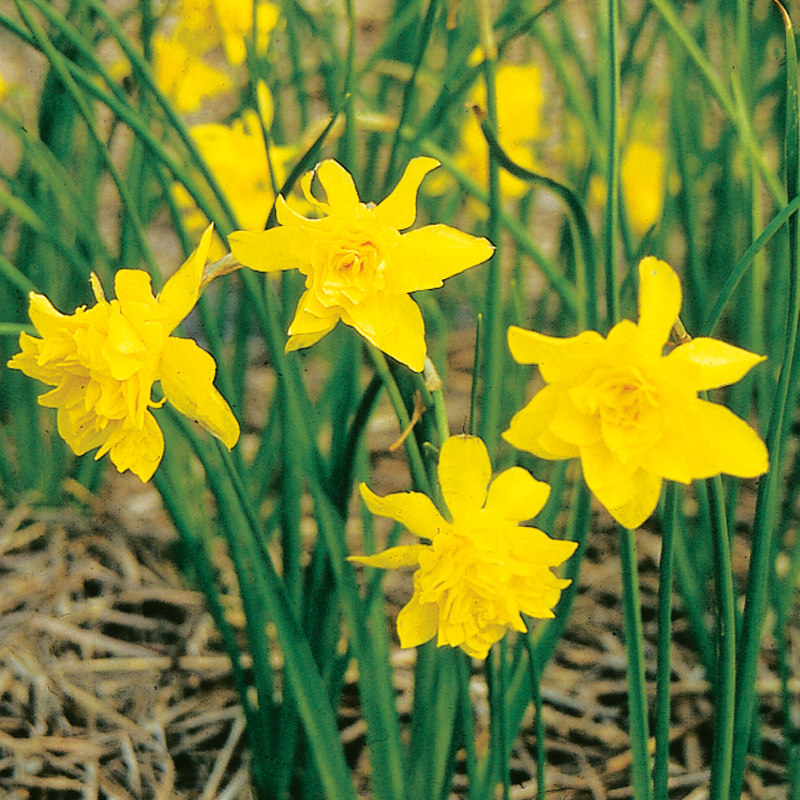 Narcisse odorus Rugulosus Flore Pleno