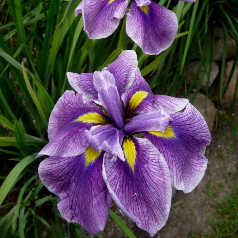 Iris ensata Crystal Halo (Iris du Japon)