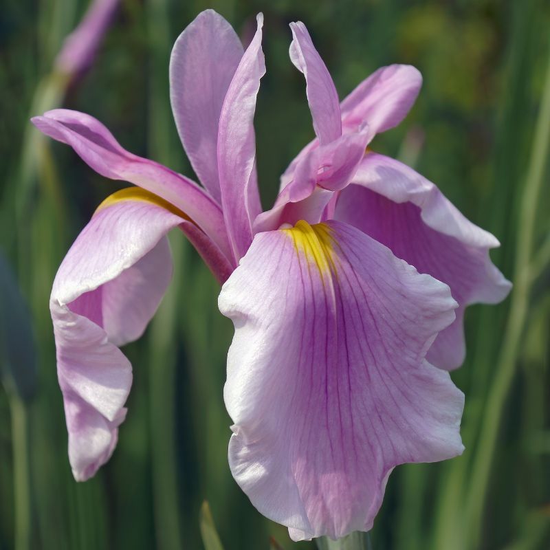 Iris ensata Rose Queen (Iris du Japon)