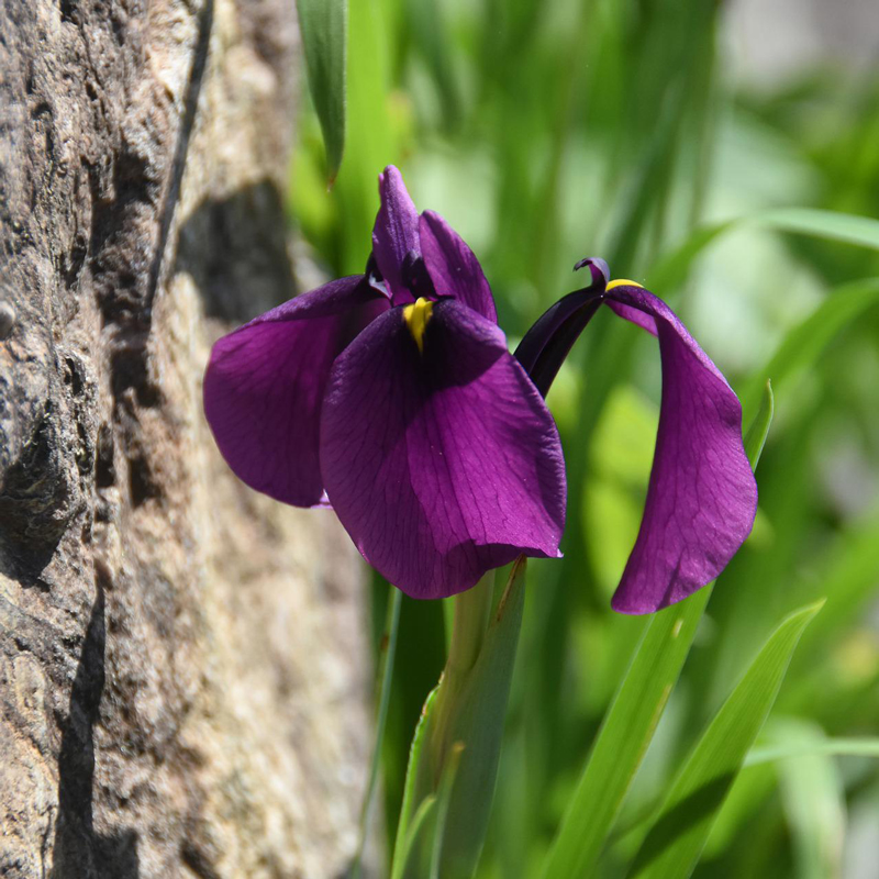Iris ensata Variegata (Iris du Japon)