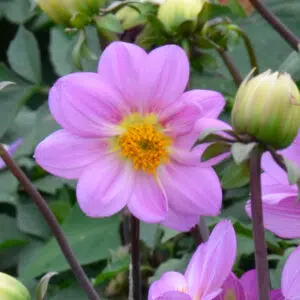 Dahlia Nain Simple Cinque Terre