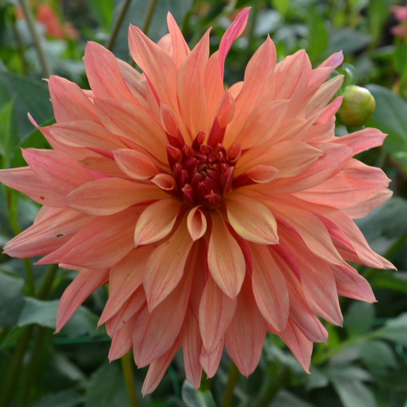 Dahlia Décoratif French Cancan