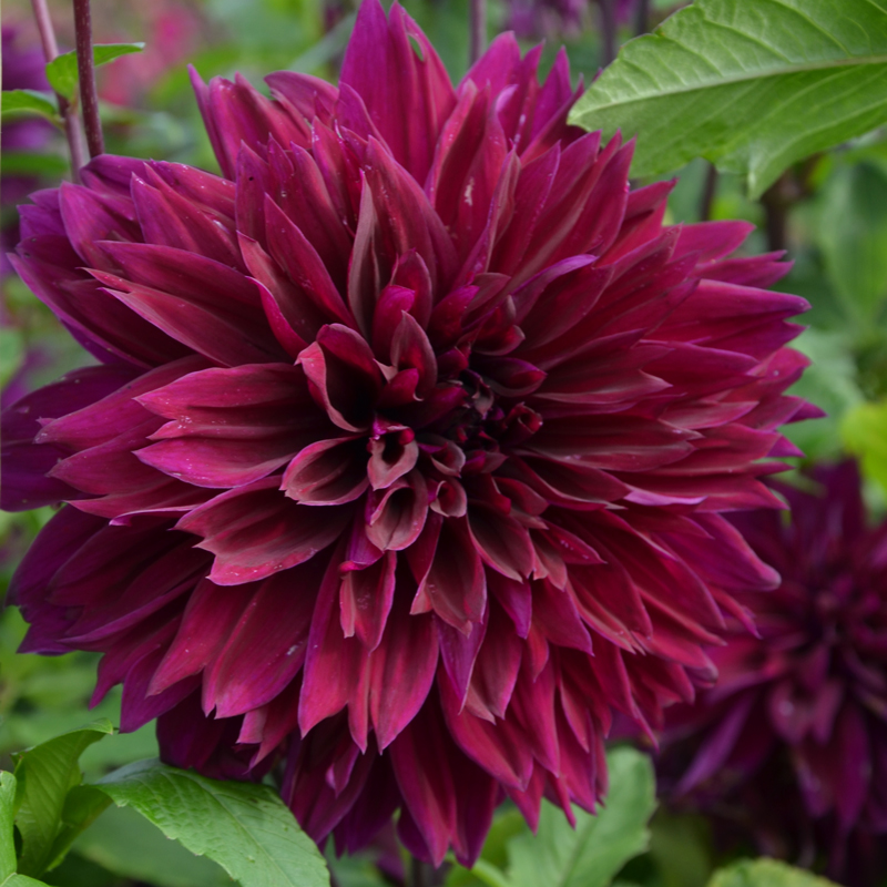 Dahlia Décoratif Thomas Edison