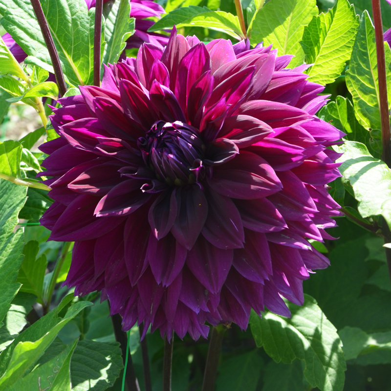 Dahlia Décoratif Thomas Edison