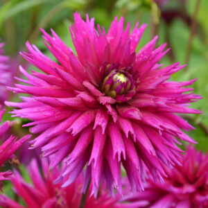 Dahlia Cactus Ambition