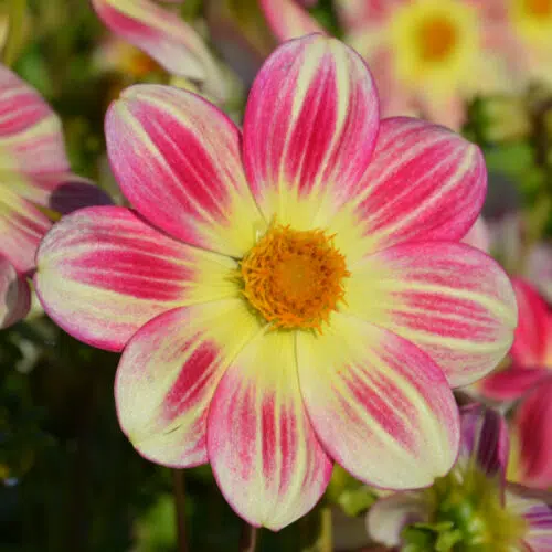 Dahlia Nain Simple Angers Supernature