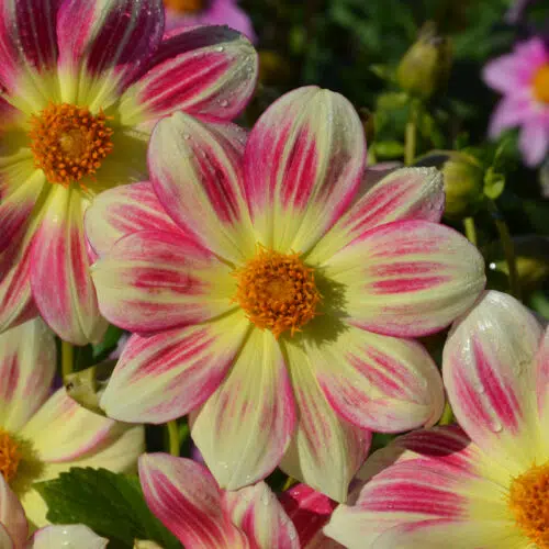 Dahlia Nain Simple Angers Supernature