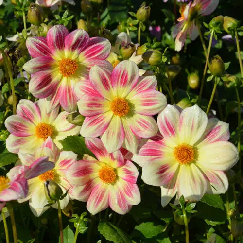 Dahlia Nain Simple Angers Supernature