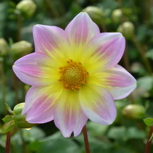 Dahlia Nain Simple Cape Town