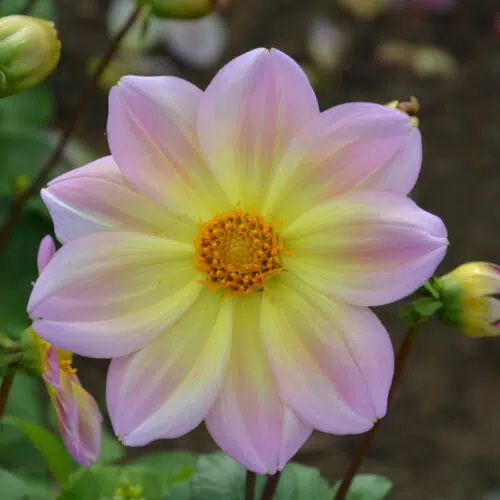 Dahlia Nain Simple Cape Town