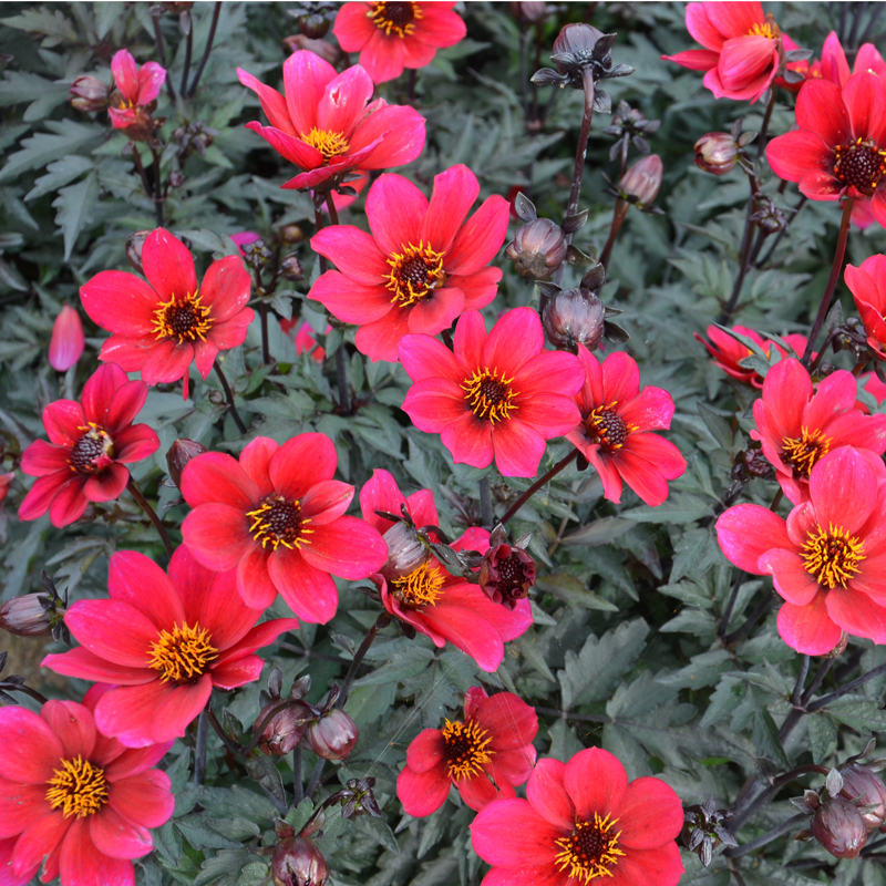 Dahlia Nain Simple Prag