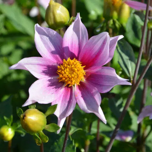Dahlia Nain Simple Venice