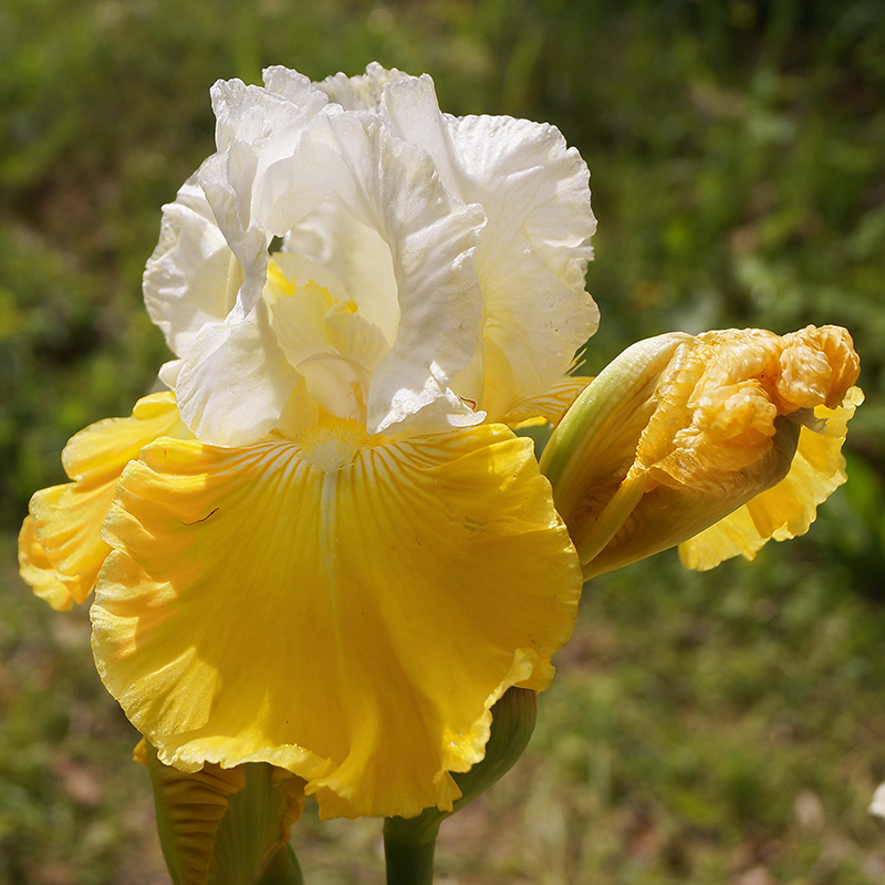 Iris Germanica Pumpkin Cheescake